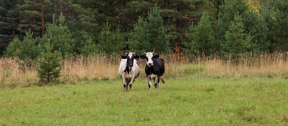 cows-gbb229d454_640